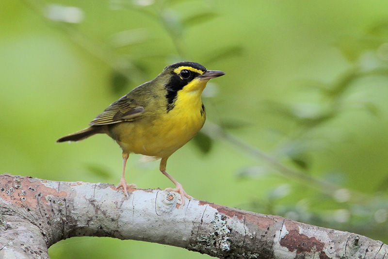 Kentucky Warbler