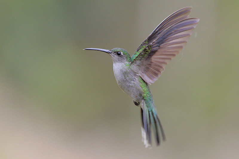 Gray-breasted Sabrewing