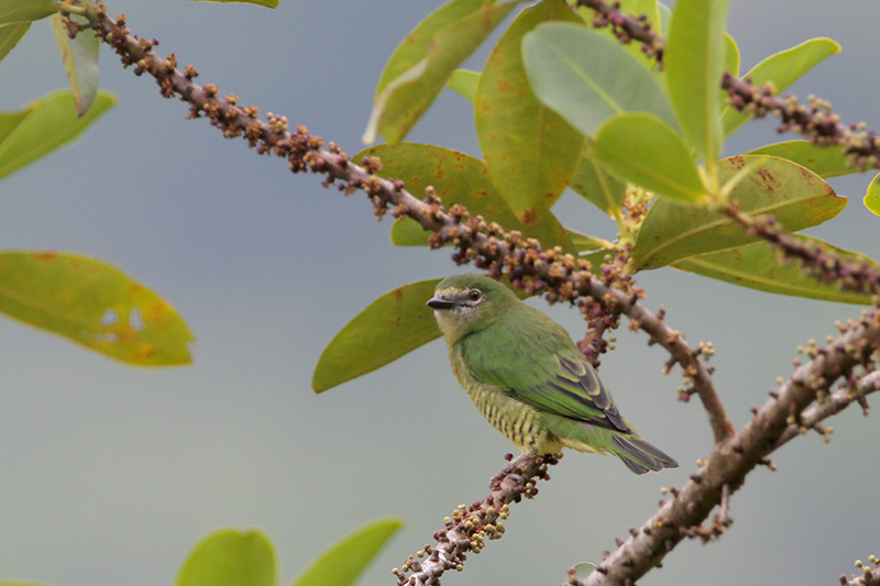 Swallow Tanager