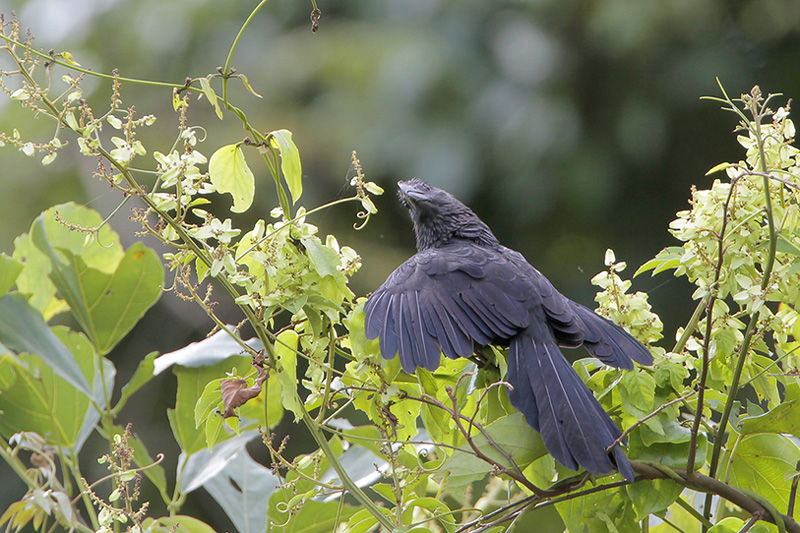 Smooth-billed Ani