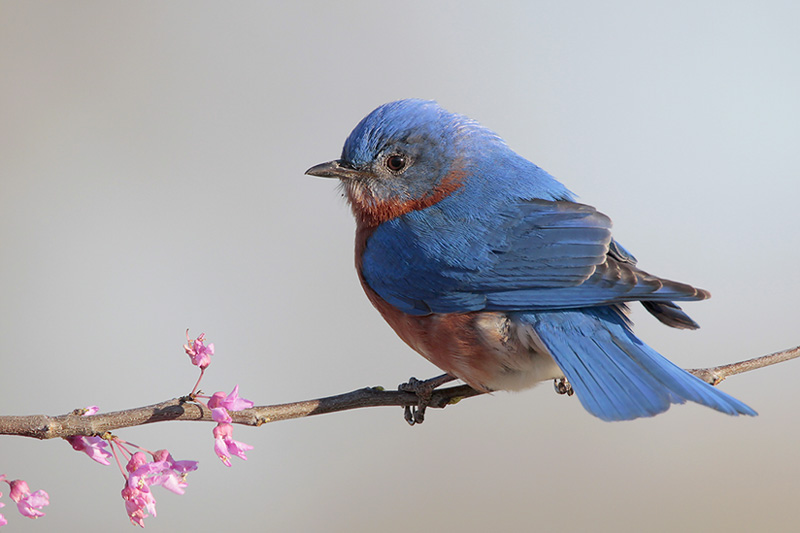 Eastern Bluebird