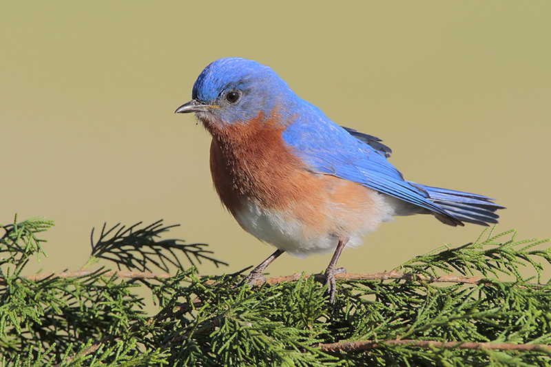 Eastern Bluebird