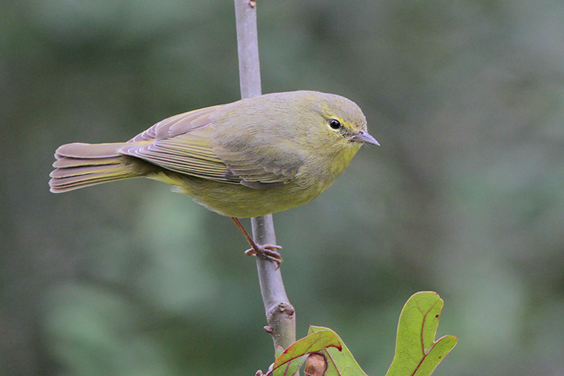 Orange-crowned Warbler