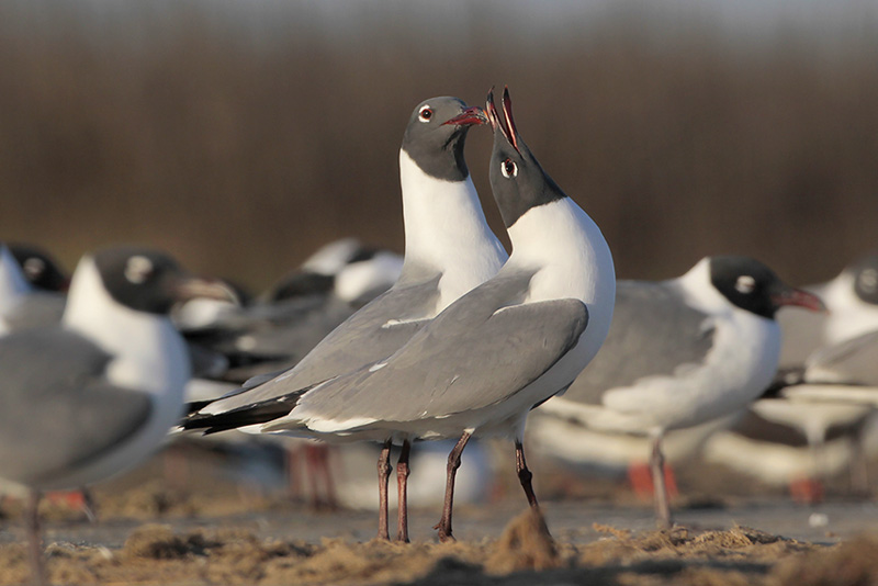 Laughing Gull