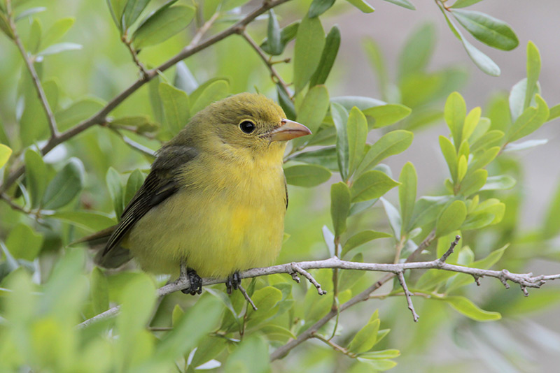 Scarlet Tanager