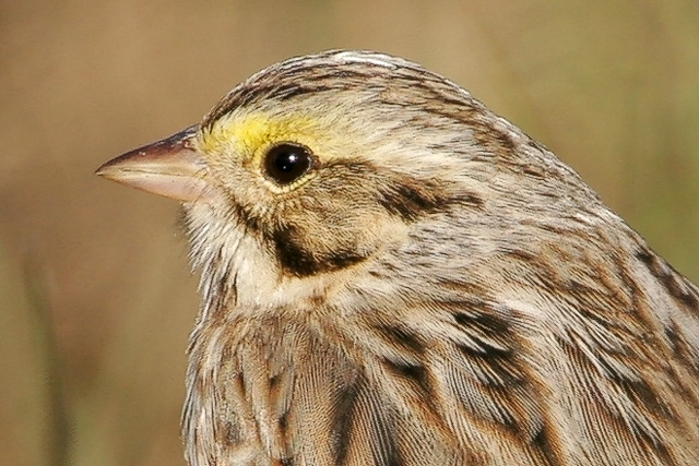 Savannah Sparrow