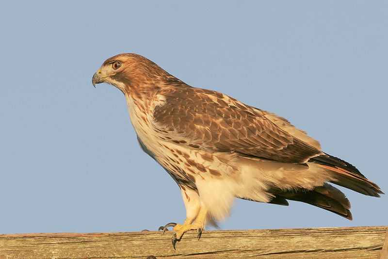Red-tailed Hawk