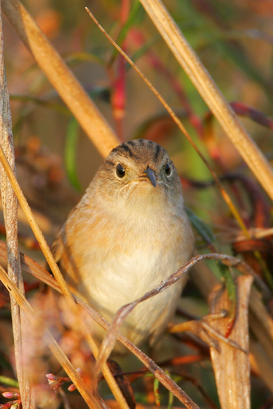 Sedge Wren