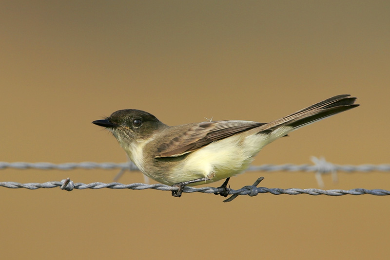 Eastern Phoebe