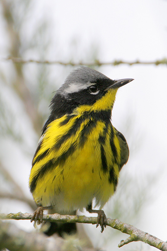 Magnolia warbler