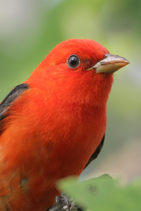 Scarlet tanager
