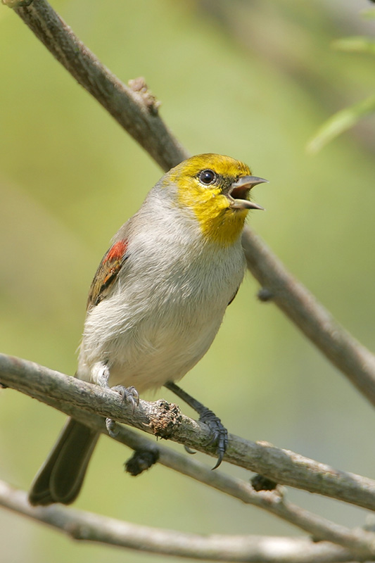 Verdin