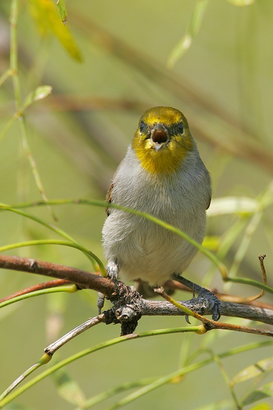 Verdin