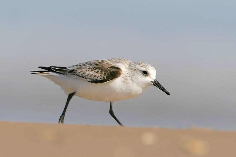 Sanderling