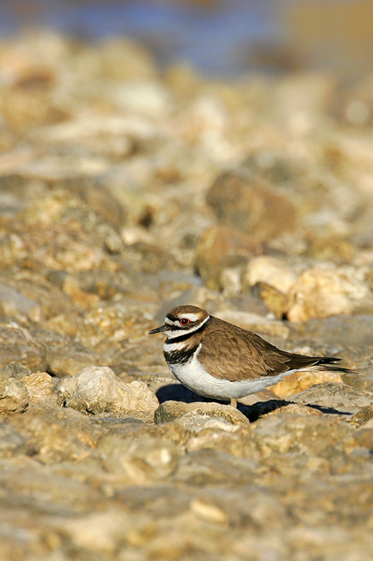 Killdeer