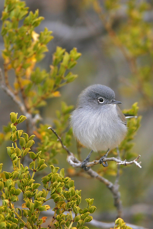 Black-tailed Gnatcatcher