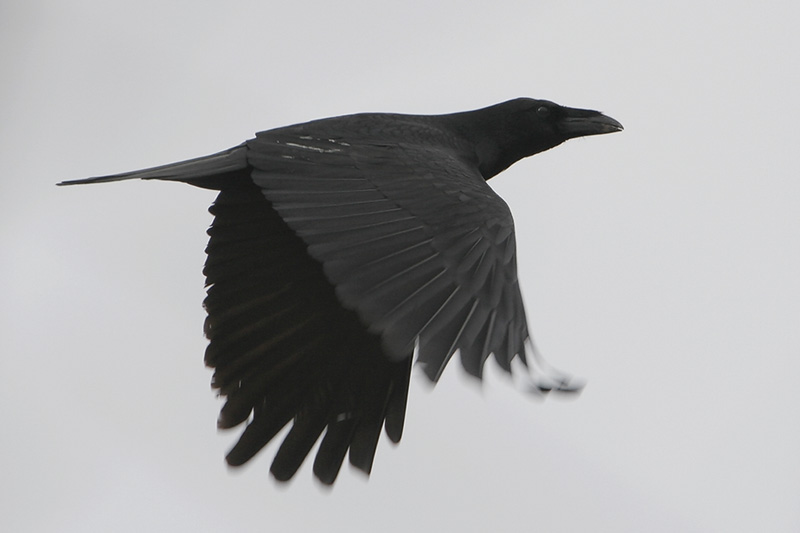 Chihuahuan Raven