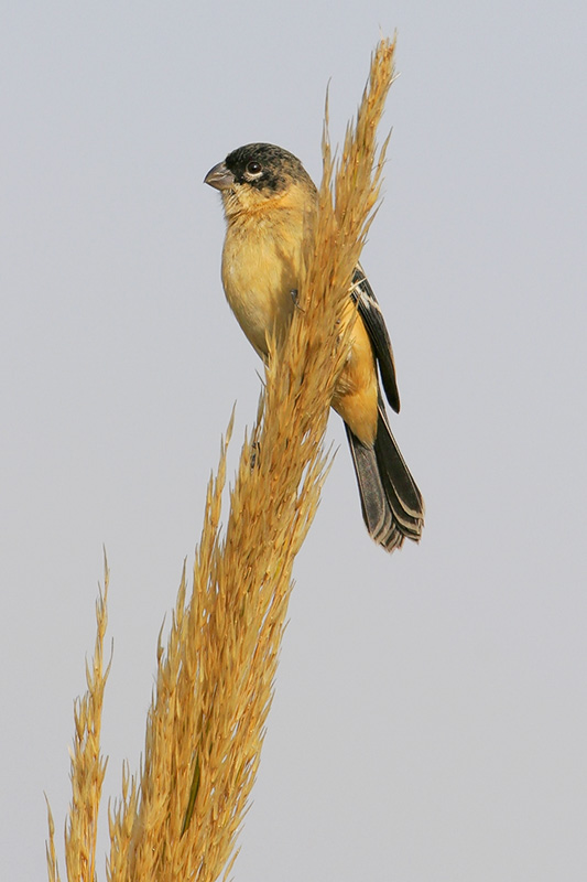 White-collared Seedeater