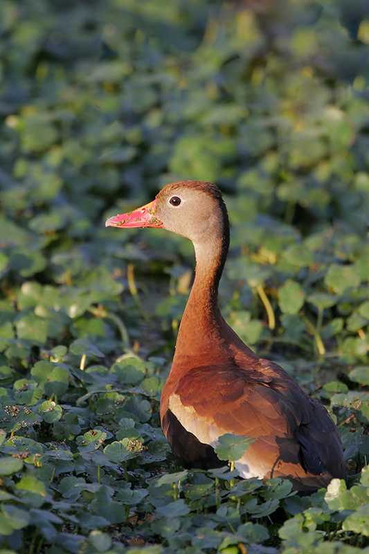 Black-bellied Whistling-Duck