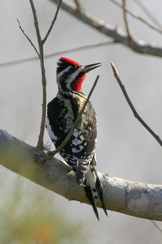 Yellow-bellied Sapsucker