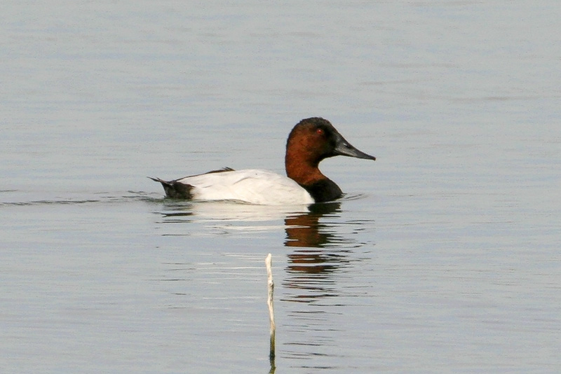 Canvasback