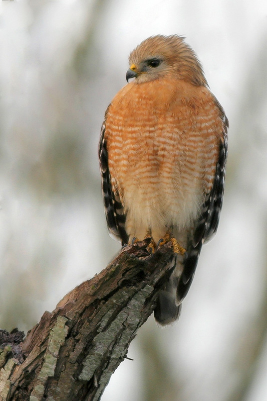 Red-shouldered Hawk