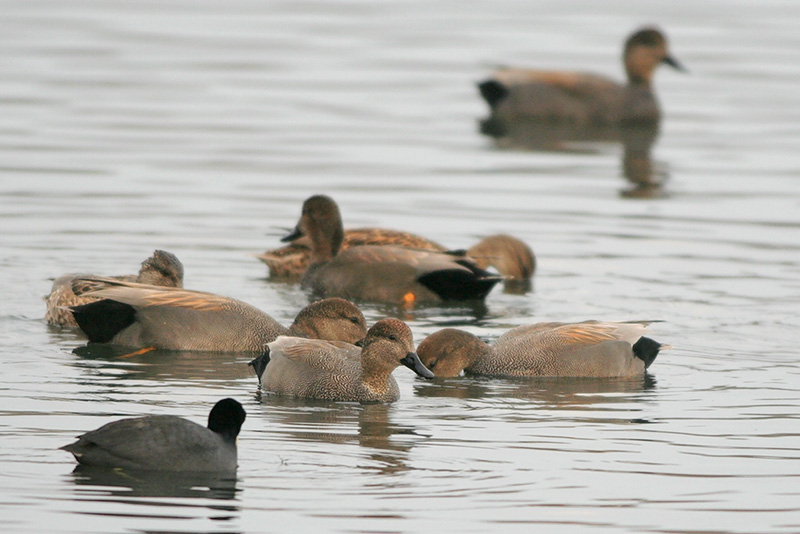 Gadwall