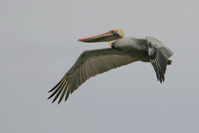 Brown Pelican