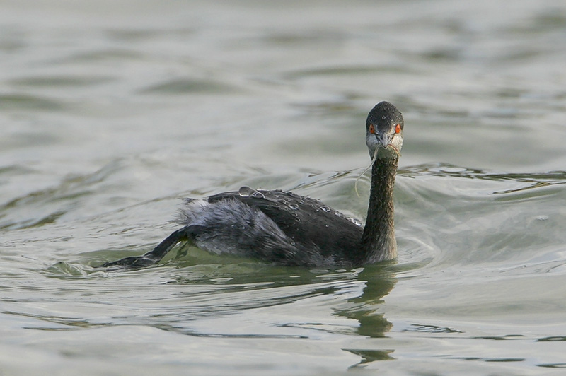 Eared Grebe