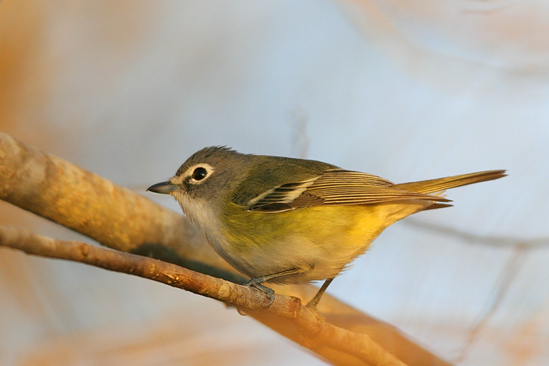 Blue-headed Vireo