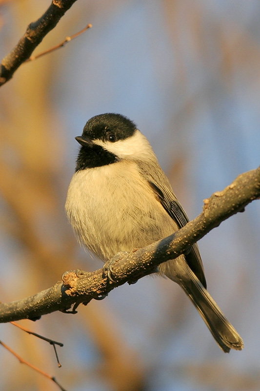 Carolina Chickadee