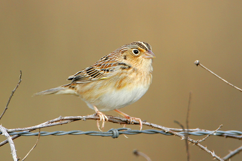 Grasshopper Sparrow