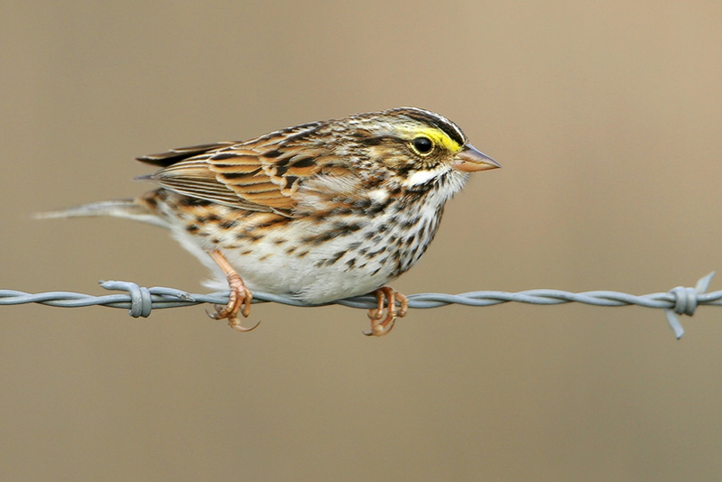 Savannah Sparrow