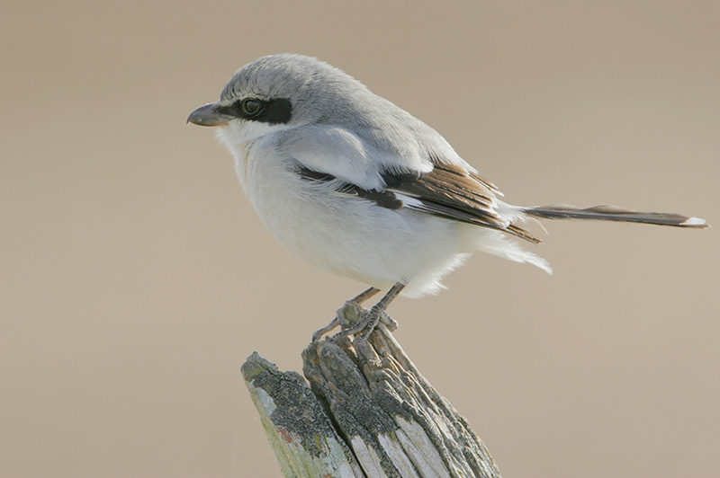 Loggerhead Shrike