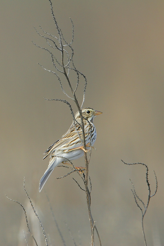 Vesper Sparrow
