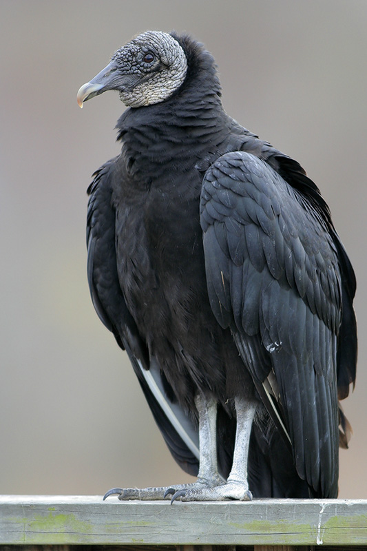Black Vulture
