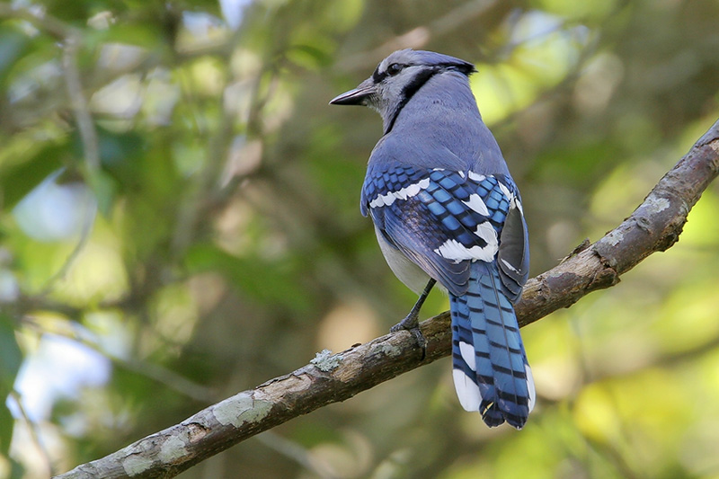 Blue Jay