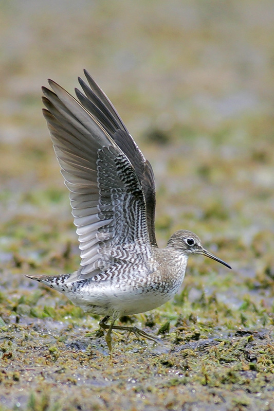 Solitary Sandpiper