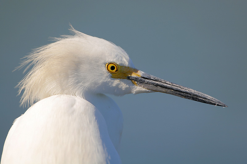 Snowy Egret