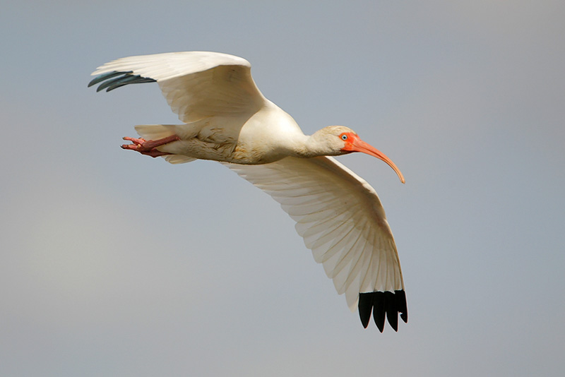 White Ibis