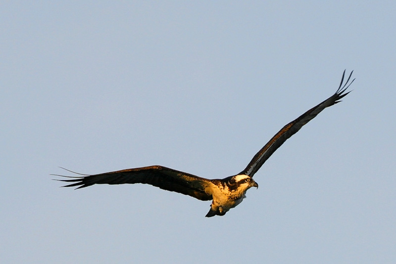 Osprey