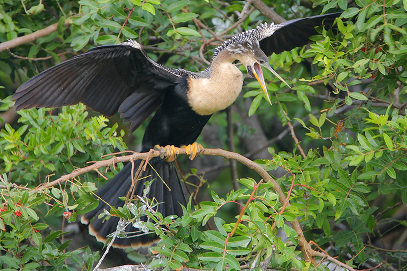 Anhinga