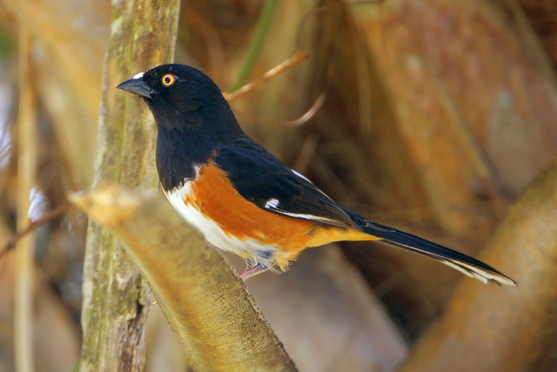 Eastern Towhee