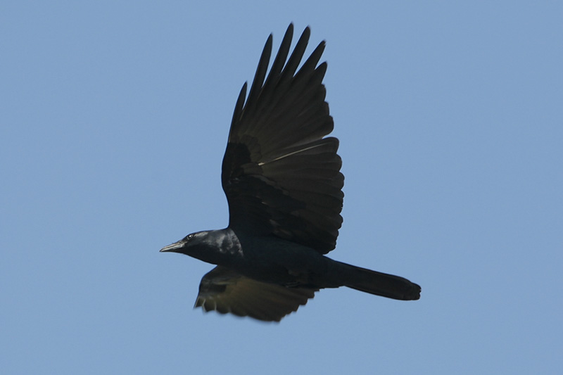 Fish Crow