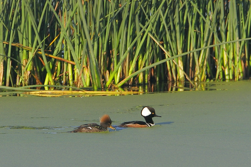 Hooded Merganser