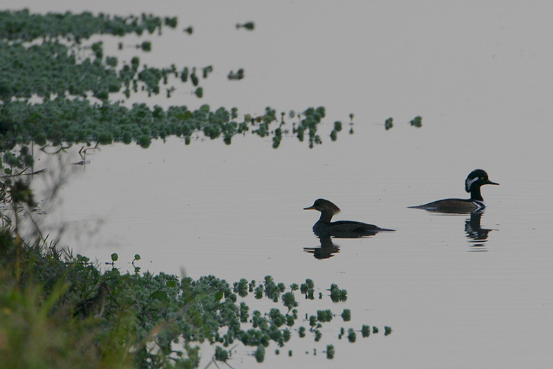 Hooded Merganser