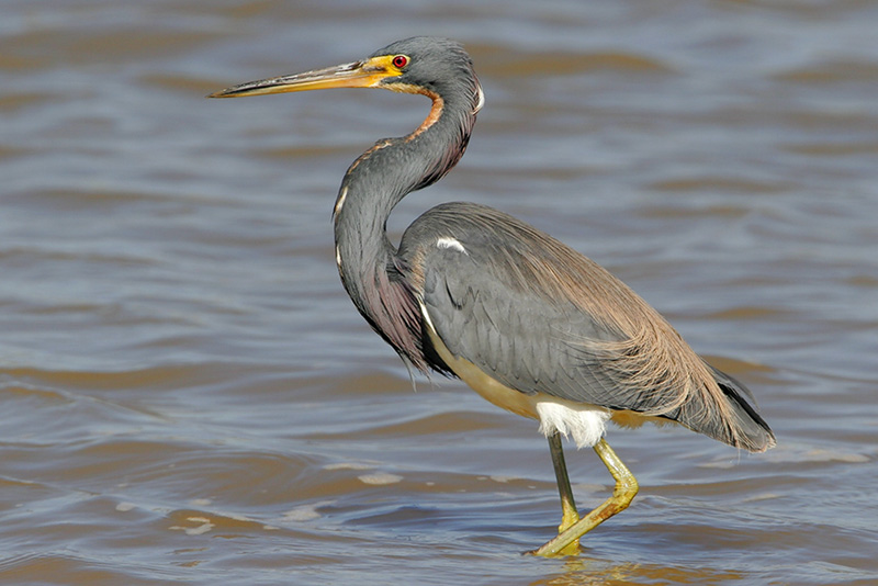 Tricolored Heron