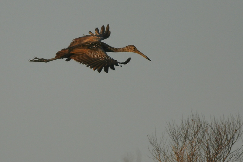 Limpkin