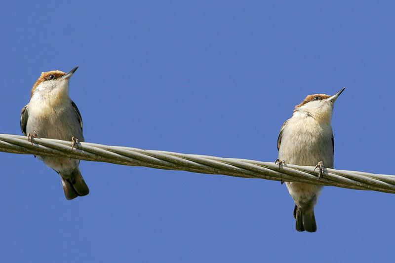 Brown-headed Nuthatch