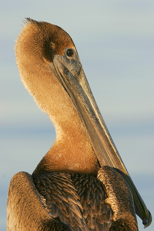 Brown Pelican